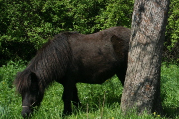 Mekki der Älteste