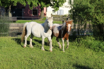 Rocky und Pinto die fast unzertrennlichen